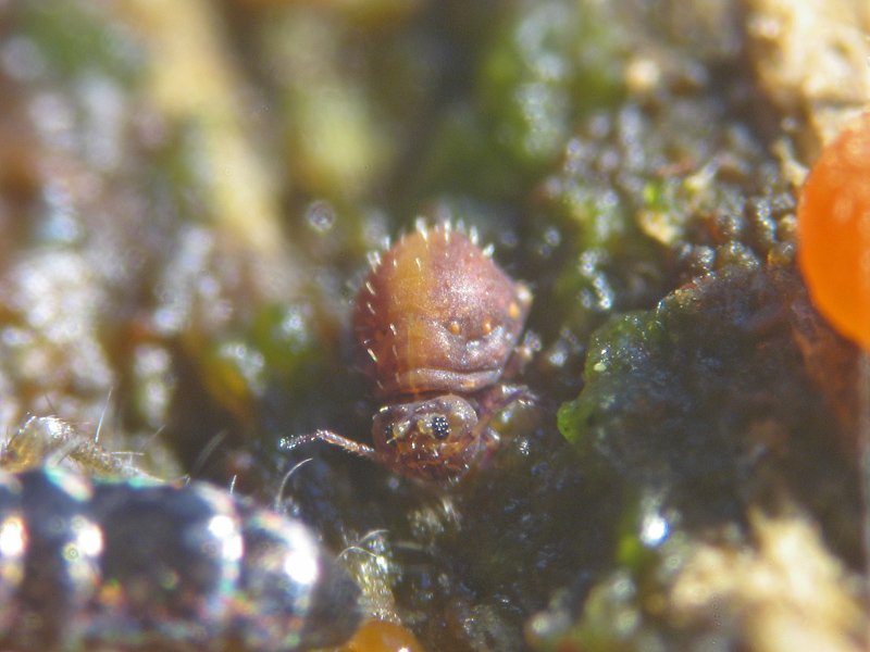 Collembola Simphypleona